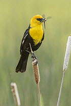 Yellow-headed Blackbird (Xanthocephalus xanthocephalus) male with insect prey, British Columbia, Canada