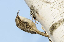 American Tree Creeper (Certhia americana), Ontario, Canada