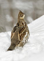 Ruffed Grouse (Bonasa umbellus) on snow, Ontario, Canada