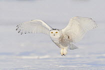 Snowy Owl (Nyctea scandiaca) male flying, Ontario, Canada