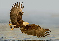 Bald Eagle (Haliaeetus leucocephalus) flying with fish prey, Alaska