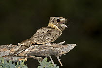 Buff-collared Nightjar (Caprimulgus ridgwayi) calling, Arizona