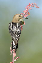 Gila Woodpecker (Melanerpes uropygialis), Arizona