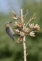 Gila Woodpecker (Melanerpes uropygialis), Arizona