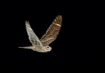 Lesser Nighthawk (Chordeiles acutipennis) flying at night, Arizona