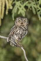 Western Screech Owl (Megascops kennicottii), Arizona