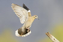 White-winged Dove (Zenaida asiatica) flying, Arizona