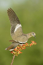 White-winged Dove (Zenaida asiatica) balancing, Arizona