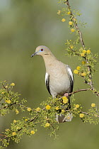 White-winged Dove (Zenaida asiatica), Arizona
