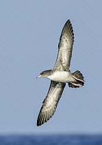 Pink-footed Shearwater (Puffinus creatopus) flying, California
