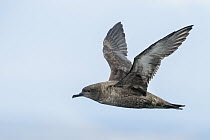 Sooty Shearwater (Puffinus griseus) flying, California