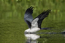 Swallow-tailed Kite (Elanoides forficatus) hunting, Florida