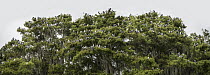 Swallow-tailed Kite (Elanoides forficatus) flock in tree, Florida