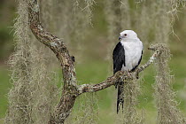 Swallow-tailed Kite (Elanoides forficatus), Florida