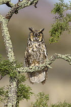 Long-eared Owl (Asio otus), New Mexico