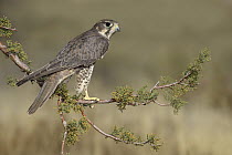 Prairie Falcon (Falco mexicanus), New Mexico