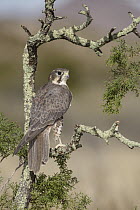 Prairie Falcon (Falco mexicanus), New Mexico