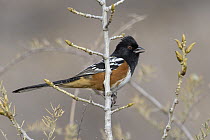 Spotted Towhee (Pipilo maculatus), New Mexico