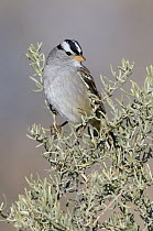 White-crowned Sparrow (Zonotrichia leucophrys), New Mexico