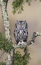 Western Screech Owl (Megascops kennicottii), New Mexico