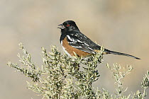 Spotted Towhee (Pipilo maculatus) male calling, New Mexico