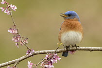 Eastern Bluebird (Sialia sialis) male calling, Texas