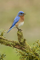 Eastern Bluebird (Sialia sialis) male calling, Texas