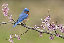 Eastern Bluebird (Sialia sialis) male, Texas