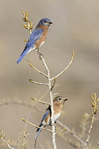 Eastern Bluebird (Sialia sialis) male and female, Texas