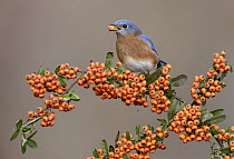 Eastern Bluebird (Sialia sialis) male feeding on berries, Texas