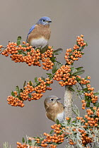 Eastern Bluebird (Sialia sialis) male and female, Texas