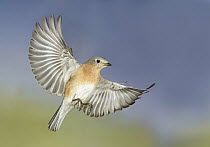 Eastern Bluebird (Sialia sialis) male flying, Texas