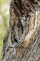 Eastern Screech Owl (Megascops asio) camouflaged in tree cavity, Texas