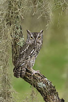 Eastern Screech Owl (Megascops asio), Texas