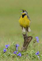 Eastern Meadowlark (Sturnella magna) male calling, Texas
