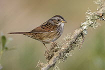 Swamp Sparrow (Melospiza georgiana), Texas
