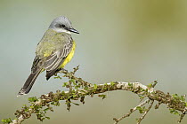 Tropical Kingbird (Tyrannus melancholicus), Texas