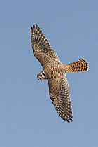 American Kestrel (Falco sparverius) female flying, Texas