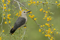 Golden-fronted Woodpecker (Melanerpes aurifrons) female, Texas