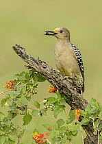 Golden-fronted Woodpecker (Melanerpes aurifrons) female feeding on berries, Texas