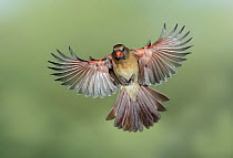 Northern Cardinal (Cardinalis cardinalis) female flying, Texas