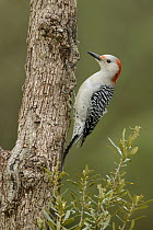 Red-bellied Woodpecker (Melanerpes carolinus) female, Texas