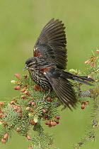 Red-winged Blackbird (Agelaius phoeniceus) female balancing, Texas