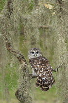 Barred Owl (Strix varia), Texas