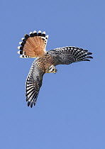 American Kestrel (Falco sparverius) male flying, Texas