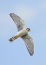 American Kestrel (Falco sparverius) male flying, Texas