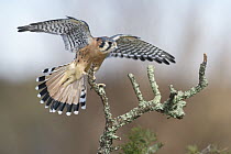 American Kestrel (Falco sparverius) male landing, Texas