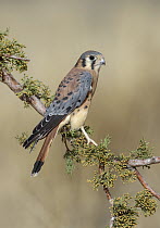 American Kestrel (Falco sparverius) male, Texas