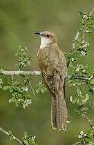 Black-billed Cuckoo (Coccyzus erythropthalmus) male, Texas
