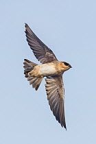 Cave Swallow (Hirundo fulva) male flying, Texas